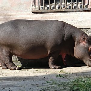 Hippopotamus amphibius
