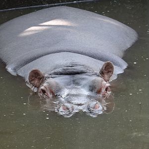 Hippopotamus amphibius