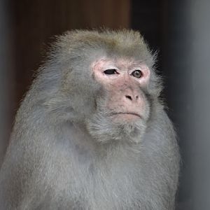 Macaca mulatta