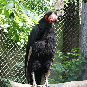 Bucorvus laedbeateri