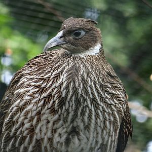 Lophophorus impeyanus