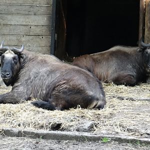 Budorcas taxicolor taxicolor