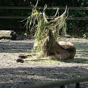 Elaphurus davidianus