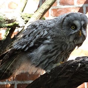 Strix nebulosa