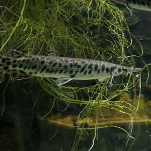 Atratosterus tristoechus