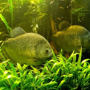 Pygocentrus nattereri "ternetzi"