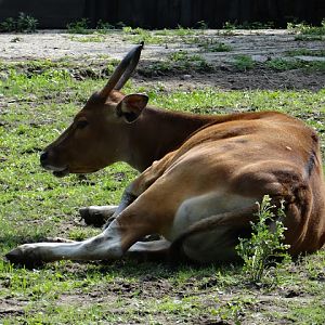 Bos javanicus javanicus