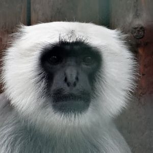 Semnopithecus entellus