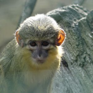 Miopithecus ogouensis