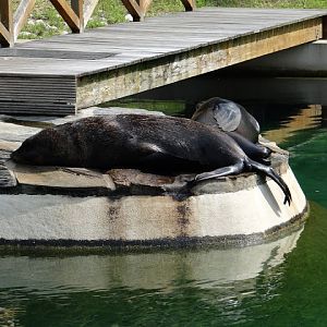 Arctocephalus pusillus pusillus