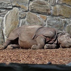 Rhinoceros unicornis