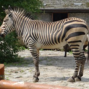 Equus zebra hartmannae