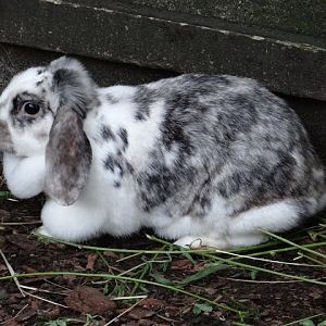 Oryctolagus cuniculus domestica