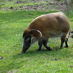 Potamochoerus porcus