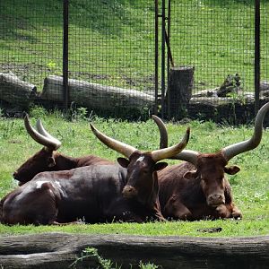 Bos taurus taurus watusi