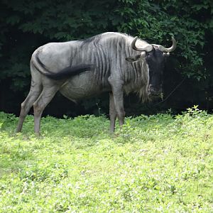 Connochaetes taurinus albojubatus