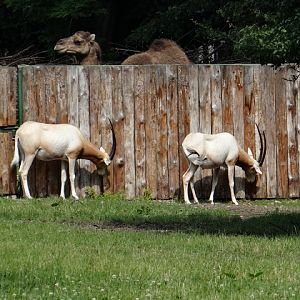 Oryx dammah/Camelus dromedarius