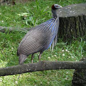 Acryllium vulturinum