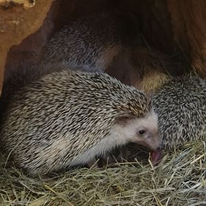 Atelerix albiventris