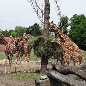 Giraffa camelopardalis reticulata