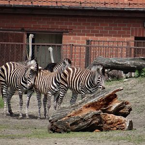 Equus quagga chapmani
