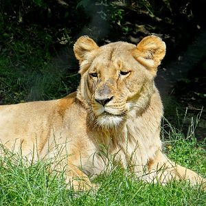 Panthera leo bleyenberghi