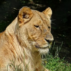 Panthera leo bleyenberghi