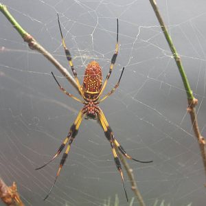 Jun. 2013 - World of the Insect - Florida Orb Weaver