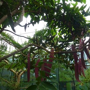 Butterfly Pavilion 23.6.13