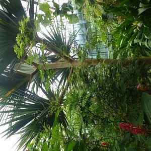 Butterfly Pavilion 23.6.13