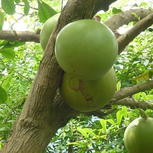 Butterfly Pavilion 23.6.13