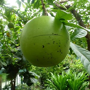 Butterfly Pavilion 27.6.13