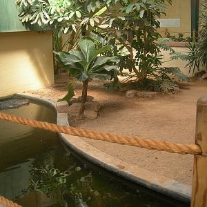 American Alligator Exhibit