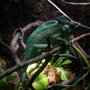 Veiled Chameleon
