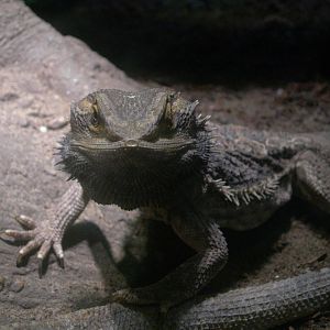 Bearded Dragon