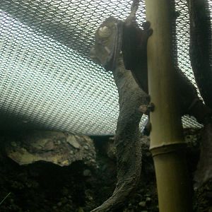Leaf Tailed Gecko