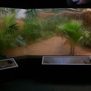 Brand New Island Giants aka Komodo Dragon exhibit