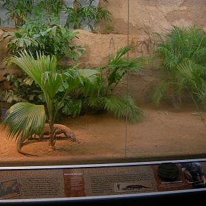 Brand New Island Giants aka Komodo Dragon exhibit