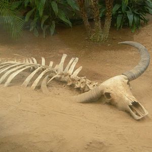 water buffalo skeleton feature in new Island Giant exhibit