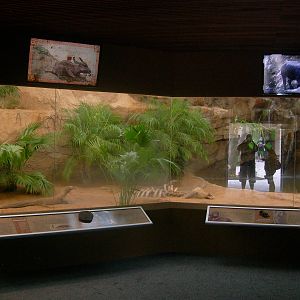 Brand New Island Giants aka Komodo Dragon exhibit
