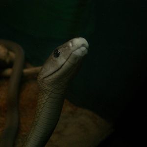 Black Mamba