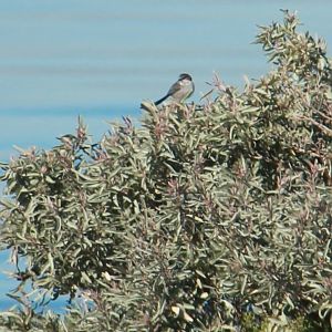 Western Treatment Plant, Victoria, Australia