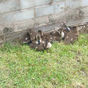 Young Puna Teal in the rearing area