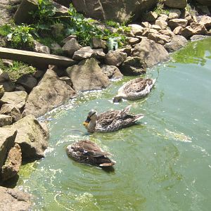 Indian Spot-bill Duck
