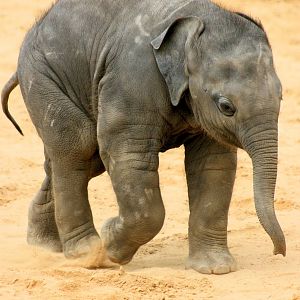 Young Asiatic elephant; Hannover; 25th June 2013