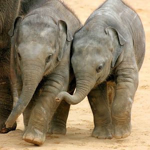 Young Asiatic elephants; Hannover; 25th June 2013