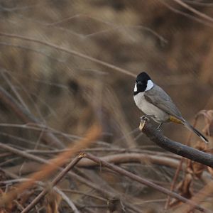 UAE Bird ID 2