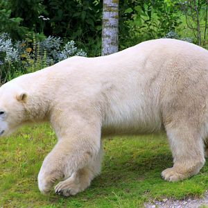 Polar bear; Hannover; 25th June 2013