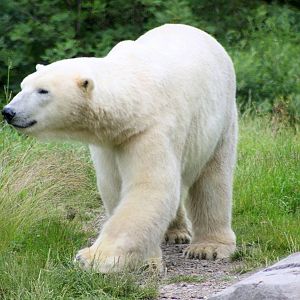 Polar bear; Hannover; 25th June 2013