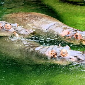 Hippopotamus trio; Hannover; 25th June 2013